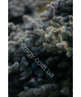 Ялина колюча Глаука Глобоза (Picea pungens Glauca Globosa)