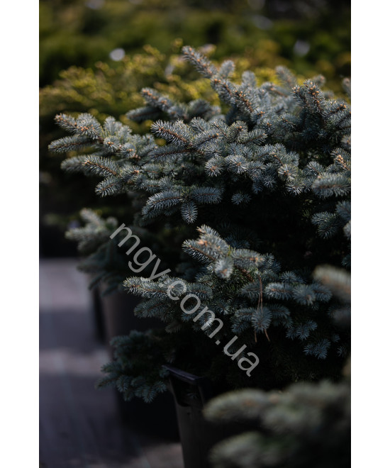 Ялина колюча Глаука Глобоза (Picea pungens Glauca Globosa)
