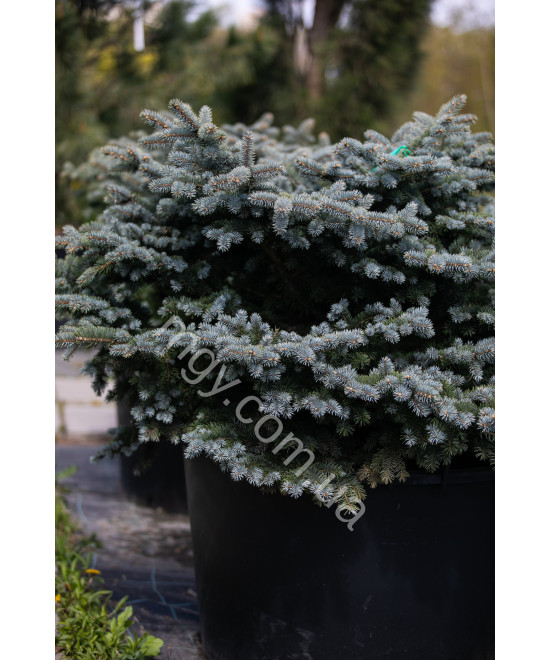 Ялина колюча Глаука Глобоза (Picea pungens Glauca Globosa)