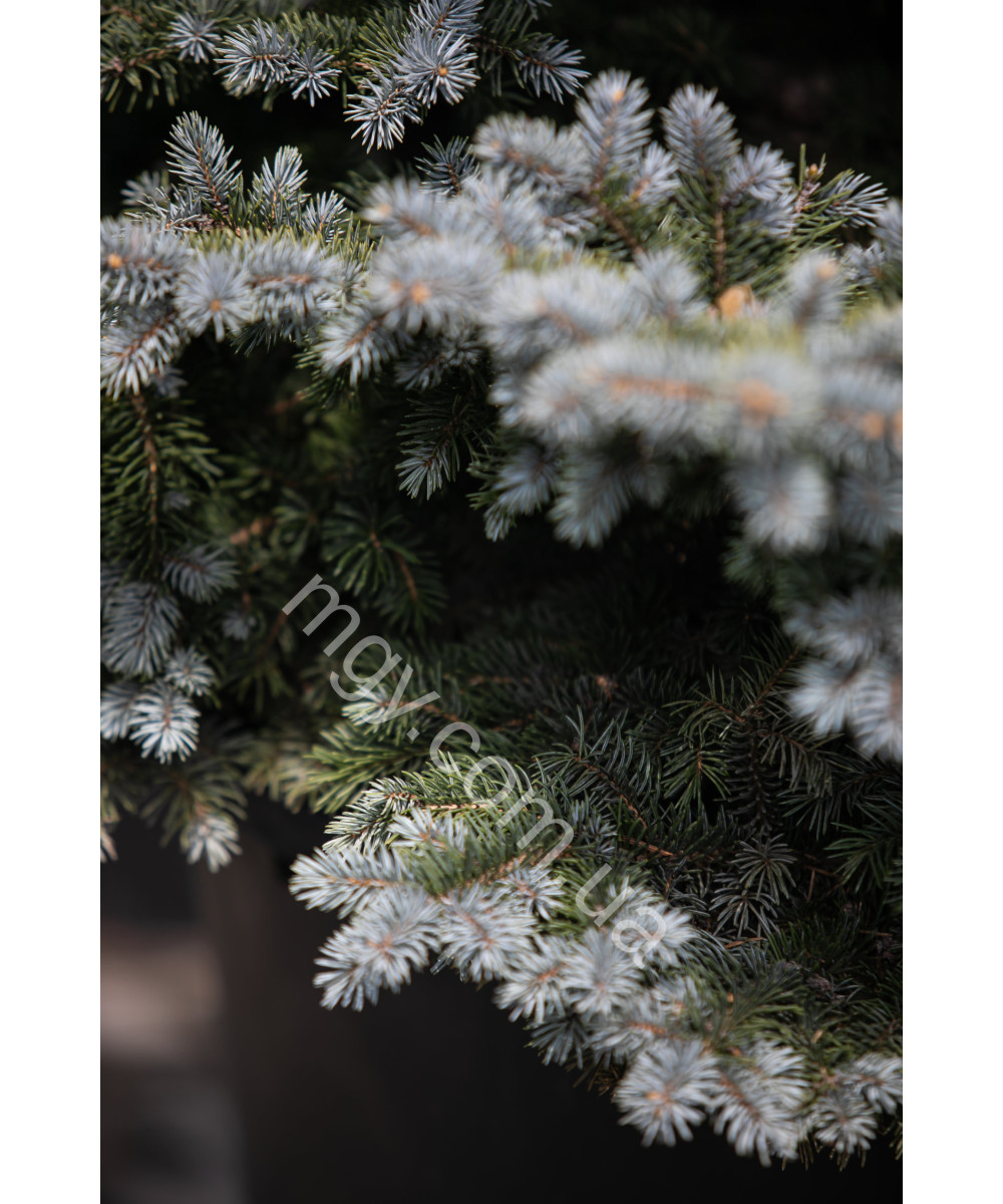 Ялина колюча Глаука Глобоза (Picea pungens Glauca Globosa)