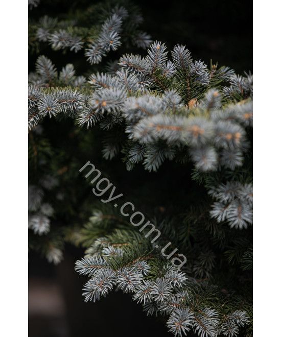 Ялина колюча Глаука Глобоза (Picea pungens Glauca Globosa)