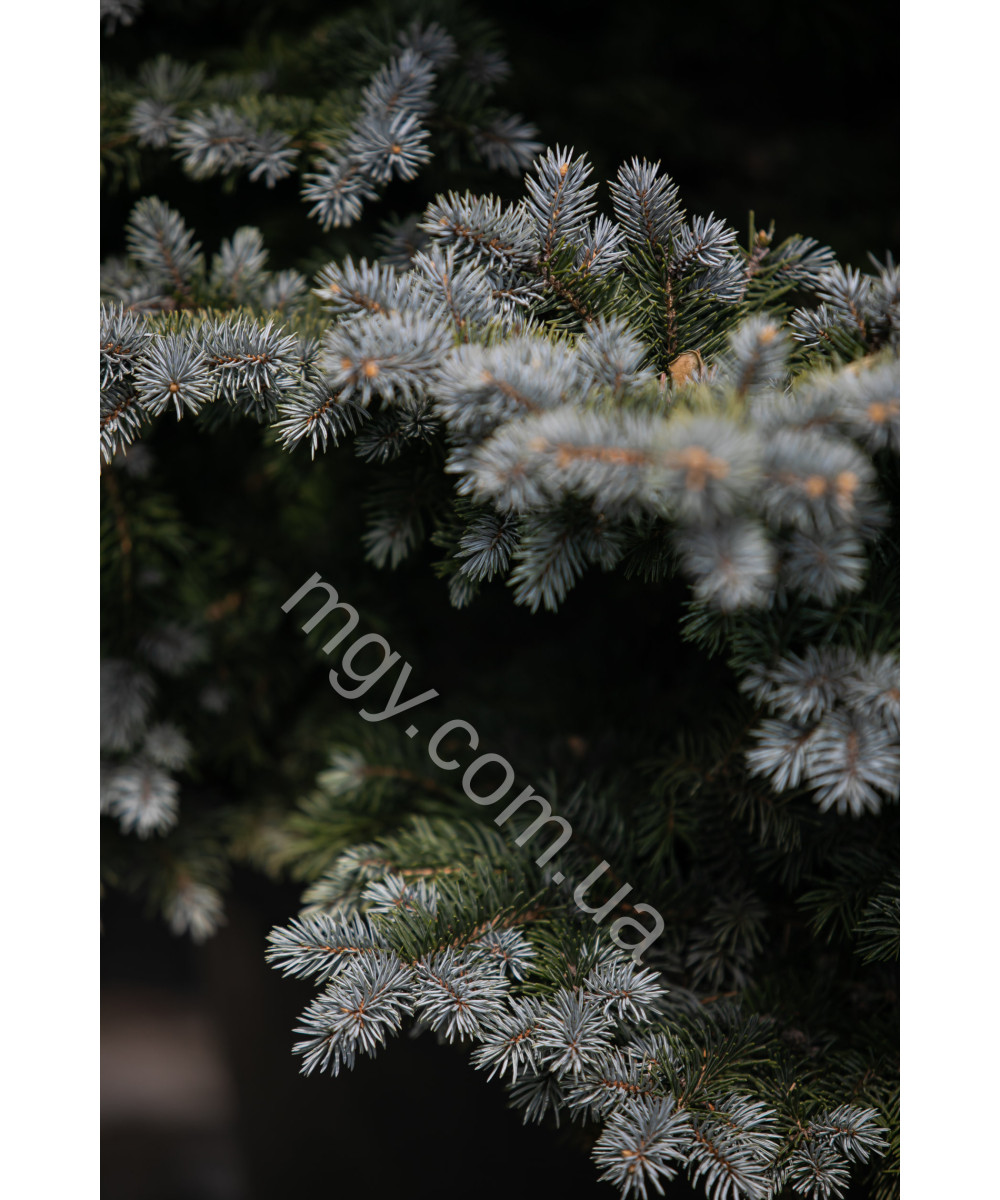 Ялина колюча Глаука Глобоза (Picea pungens Glauca Globosa)