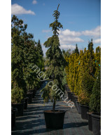 Ялина Колюча 'Глаука Пендула'  (Picea Pungens Glauca Pendula)