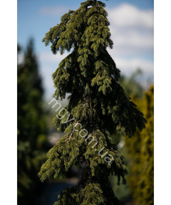 Ялина Колюча 'Глаука Пендула'  (Picea Pungens Glauca Pendula)