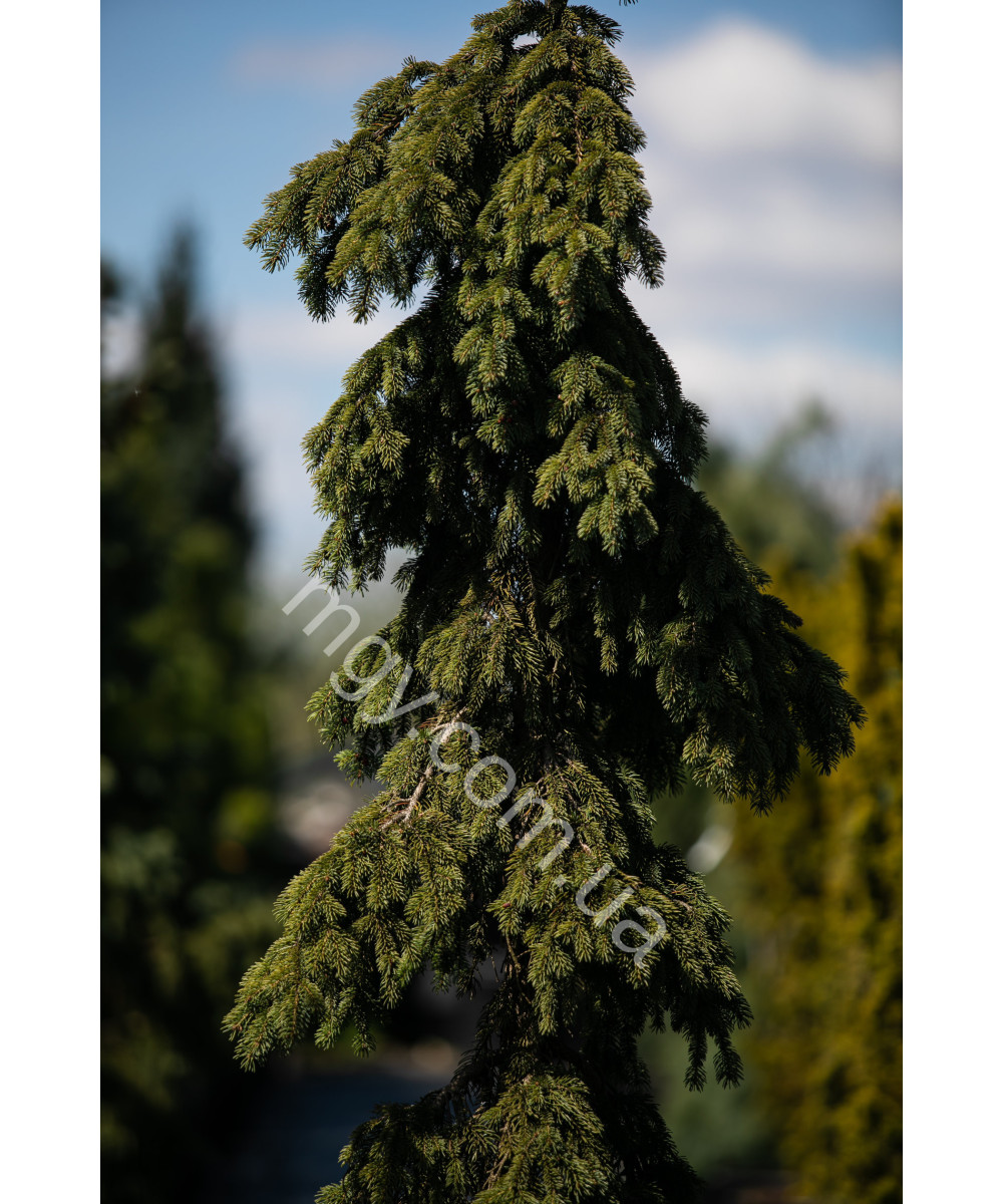 Ялина Колюча 'Глаука Пендула'  (Picea Pungens Glauca Pendula)