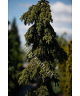 Ялина Колюча 'Глаука Пендула'  (Picea Pungens Glauca Pendula)
