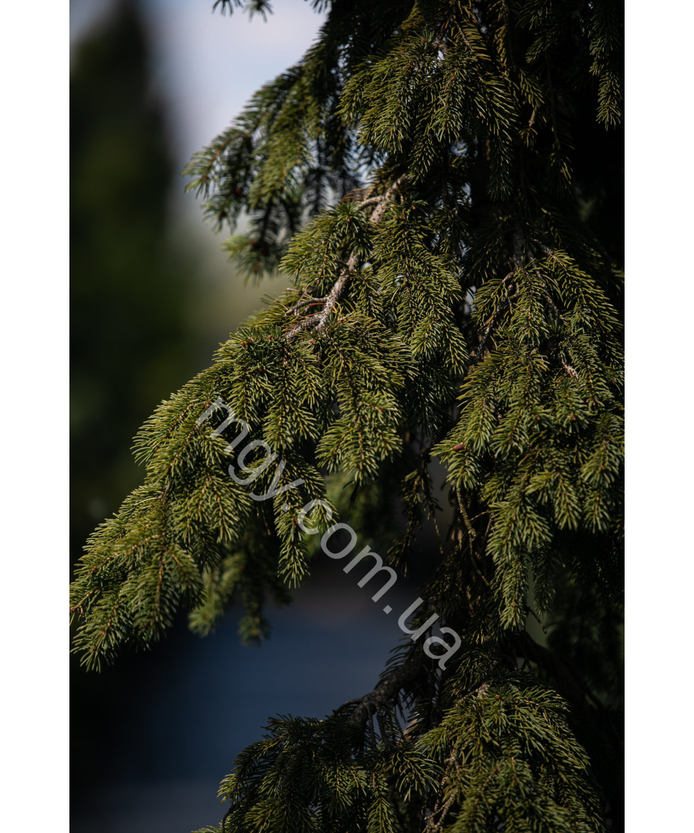 Ялина Колюча 'Глаука Пендула'  (Picea Pungens Glauca Pendula)