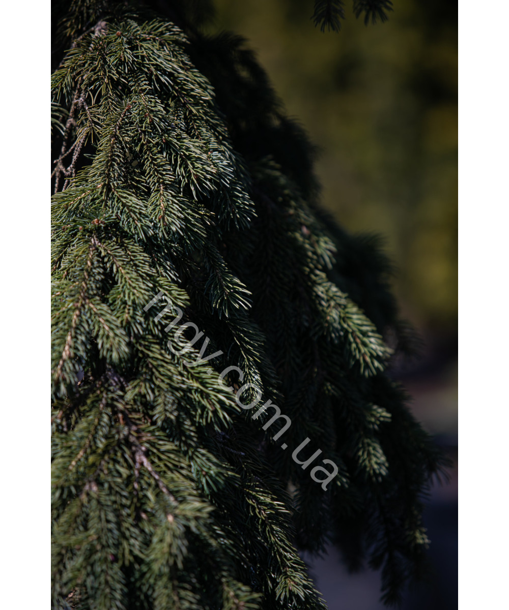 Ялина Колюча 'Глаука Пендула'  (Picea Pungens Glauca Pendula)