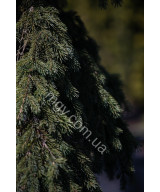 Ялина Колюча 'Глаука Пендула'  (Picea Pungens Glauca Pendula)