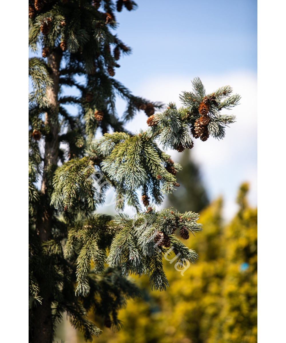 Ялина Енгельмана 'Глаука' (Picea Engelmannii Glauca)