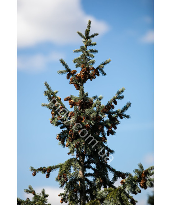 Ялина Енгельмана 'Глаука' (Picea Engelmannii Glauca)