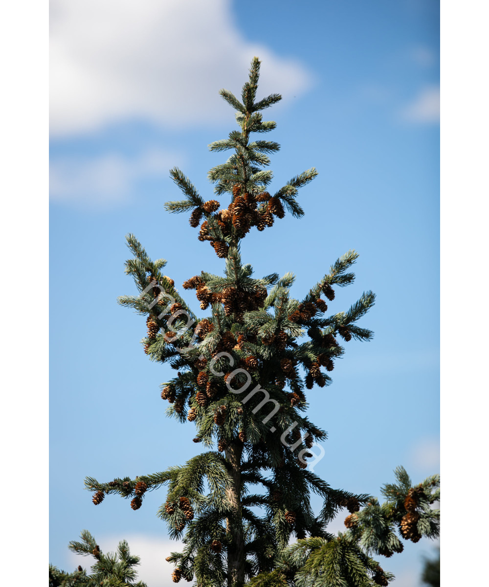 Ялина Енгельмана 'Глаука' (Picea Engelmannii Glauca)