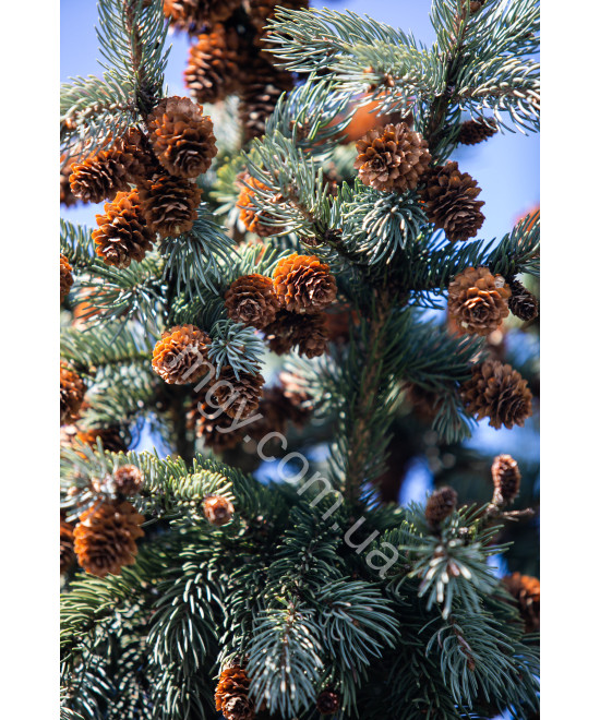 Ялина Енгельмана 'Глаука' (Picea Engelmannii Glauca)
