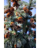 Ялина Енгельмана 'Глаука' (Picea Engelmannii Glauca)