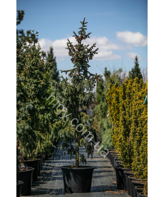 Ялина Енгельмана 'Глаука' (Picea Engelmannii Glauca)