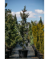 Ялина Енгельмана 'Глаука' (Picea Engelmannii Glauca)