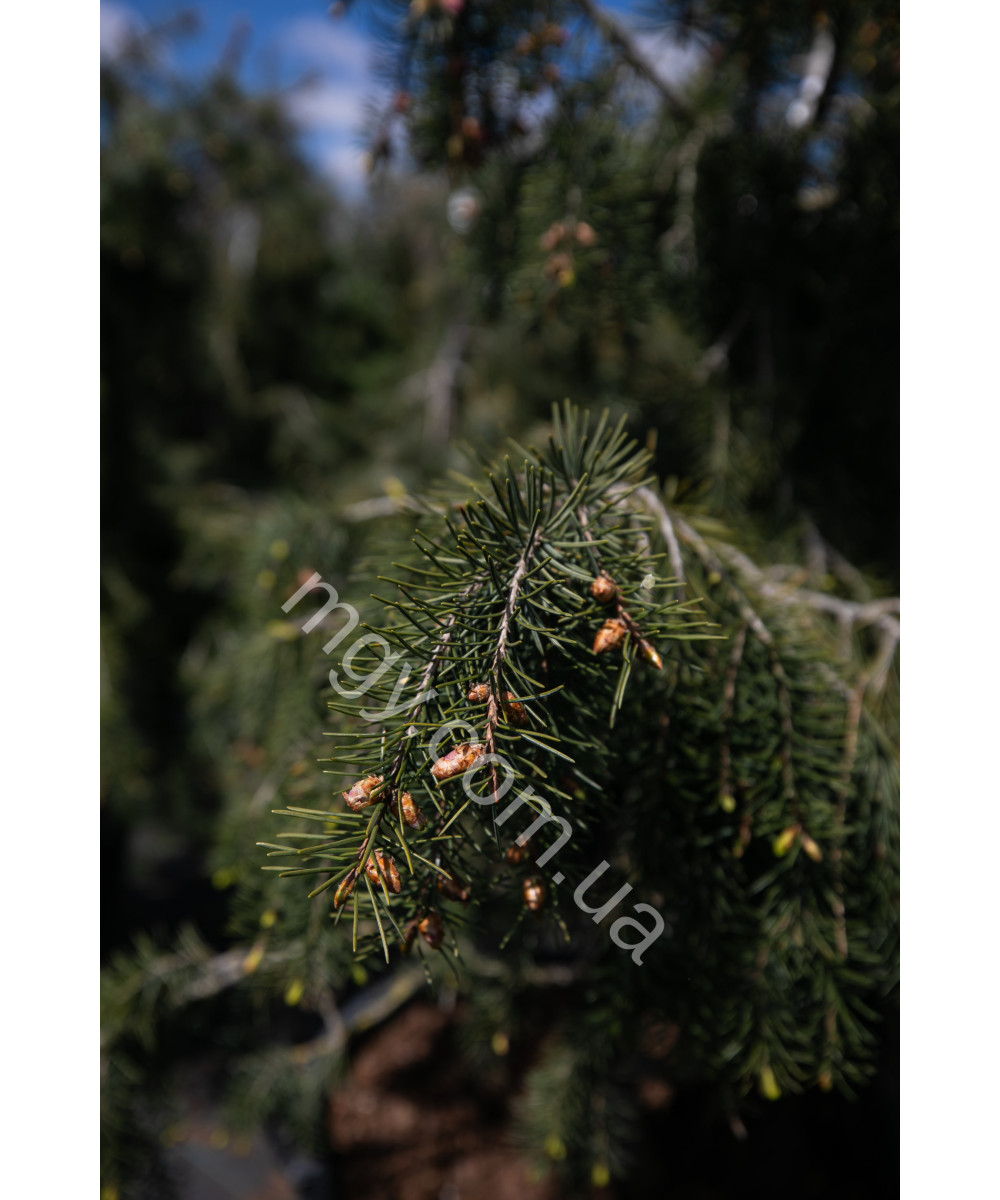 Ялина Бревера (Picea Breweriana)