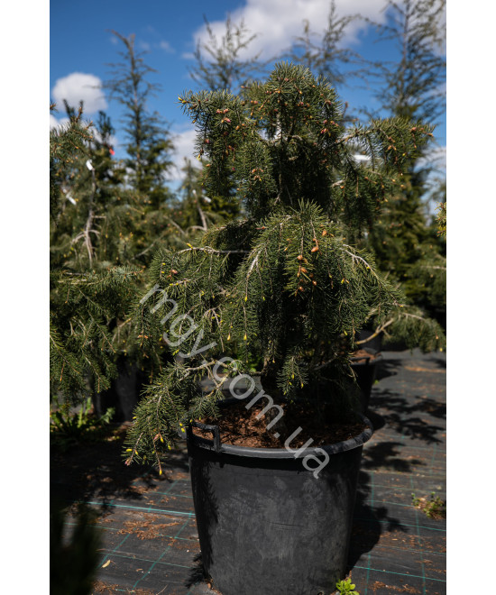 Ялина Бревера (Picea Breweriana)