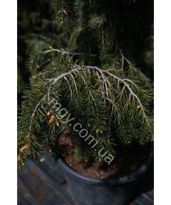 Ялина Бревера (Picea Breweriana)