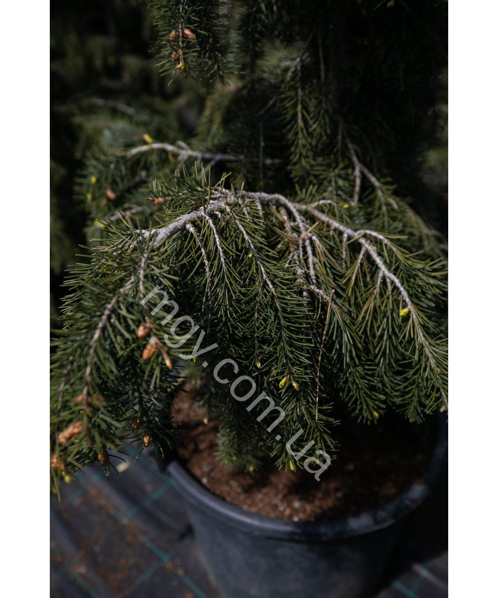 Ялина Бревера (Picea Breweriana)