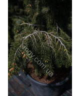 Ялина Бревера (Picea Breweriana)