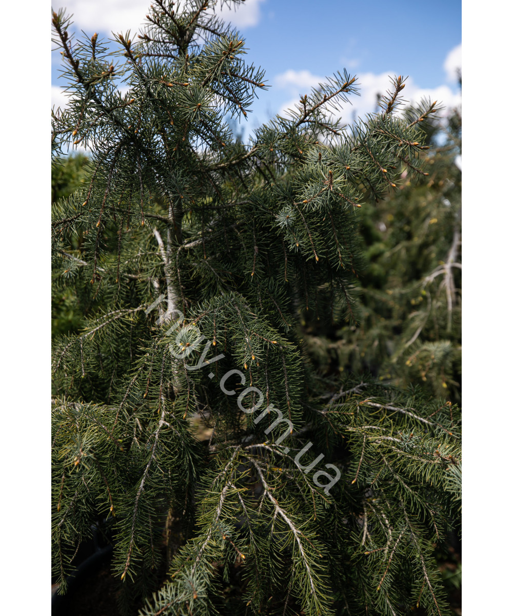 Ялина Бревера (Picea Breweriana)