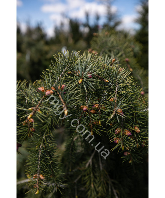 Ялина Бревера (Picea Breweriana)