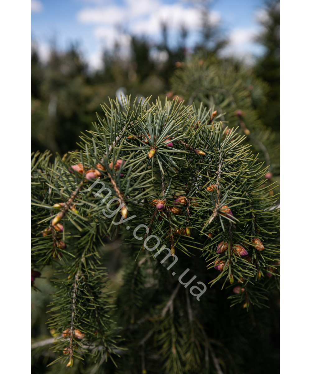 Ялина Бревера (Picea Breweriana)