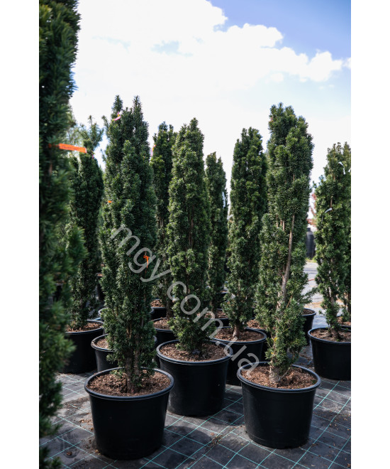 Тис ягідний Фастігіата Робуста (Taxus baccata Fastigiata Robusta)