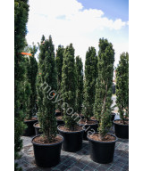Тис ягідний Фастігіата Робуста (Taxus baccata Fastigiata Robusta)