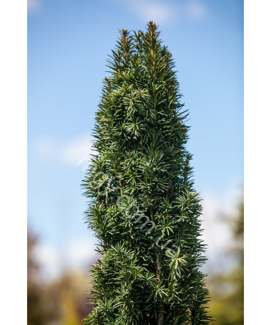 Тис ягідний Фастігіата Робуста (Taxus baccata Fastigiata Robusta)