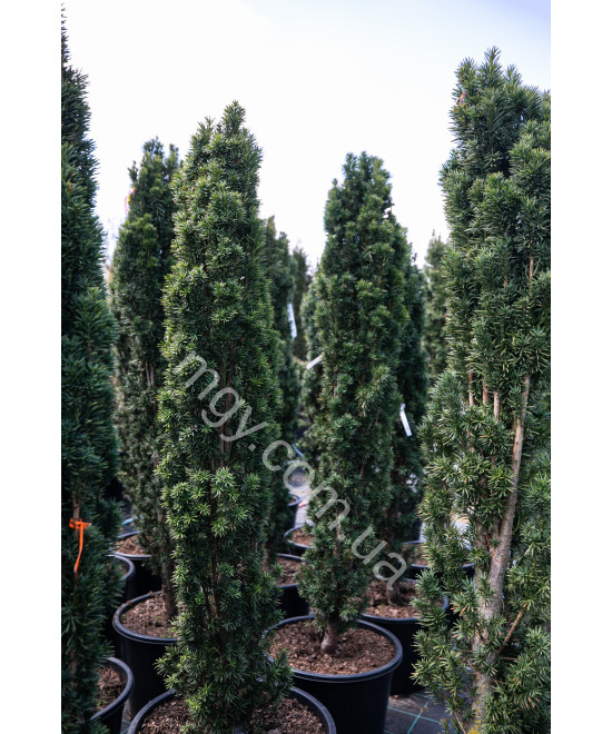 Тис ягідний Фастігіата Робуста (Taxus baccata Fastigiata Robusta)