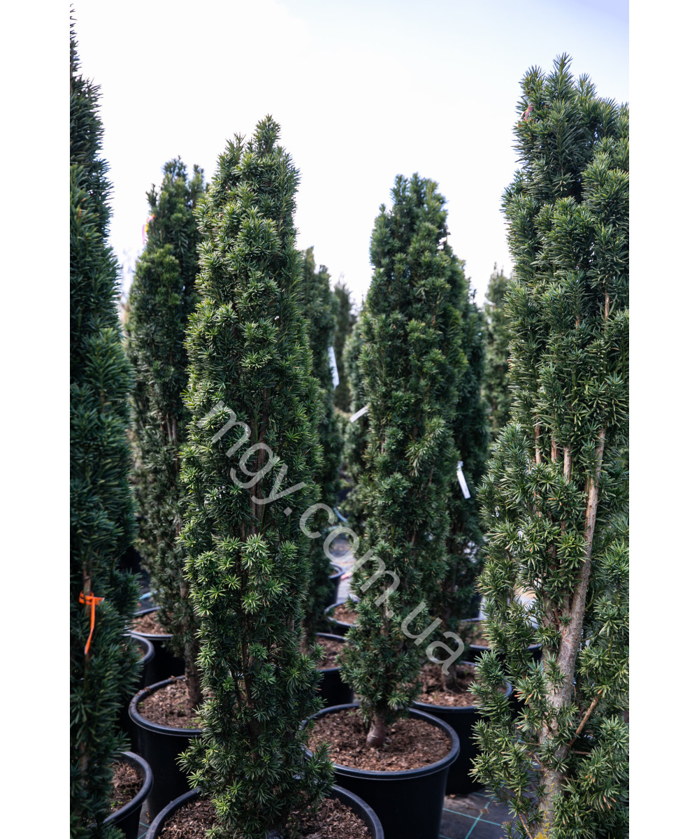 Тис ягідний Фастігіата Робуста (Taxus baccata Fastigiata Robusta)