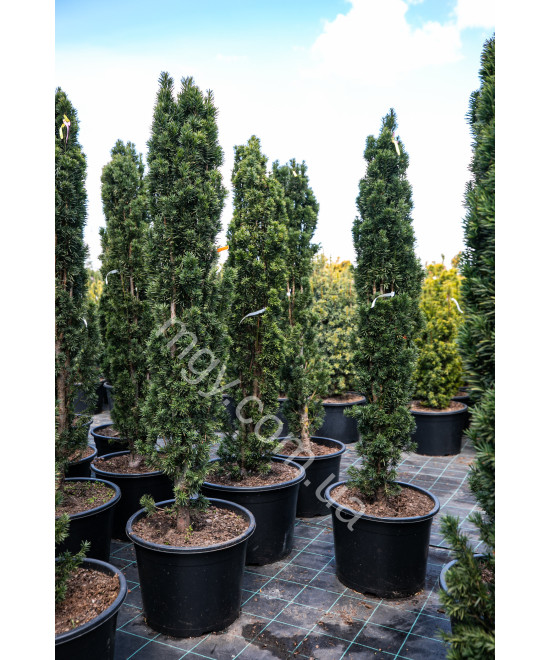 Тис ягідний Фастігіата Робуста (Taxus baccata Fastigiata Robusta)
