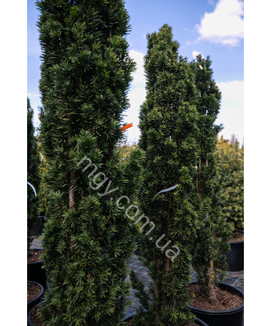 Тис ягідний Фастігіата Робуста (Taxus baccata Fastigiata Robusta)