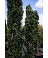 Тис ягідний Фастігіата Робуста (Taxus baccata Fastigiata Robusta)