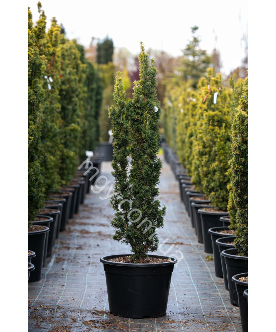 Тис ягідний Фастігіата Ауреа (Taxus baccata Fastigiata Aurea)