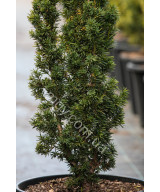 Тис ягідний Фастігіата Ауреа (Taxus baccata Fastigiata Aurea)
