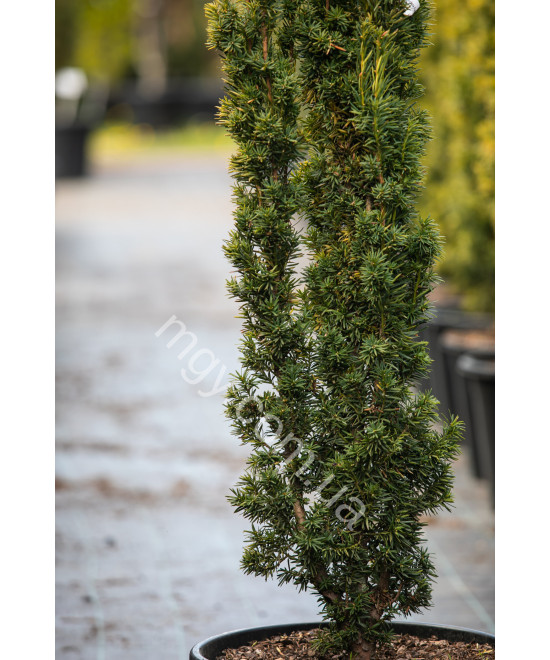 Тис ягідний Фастігіата Ауреа (Taxus baccata Fastigiata Aurea)