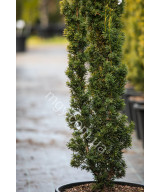 Тис ягідний Фастігіата Ауреа (Taxus baccata Fastigiata Aurea)