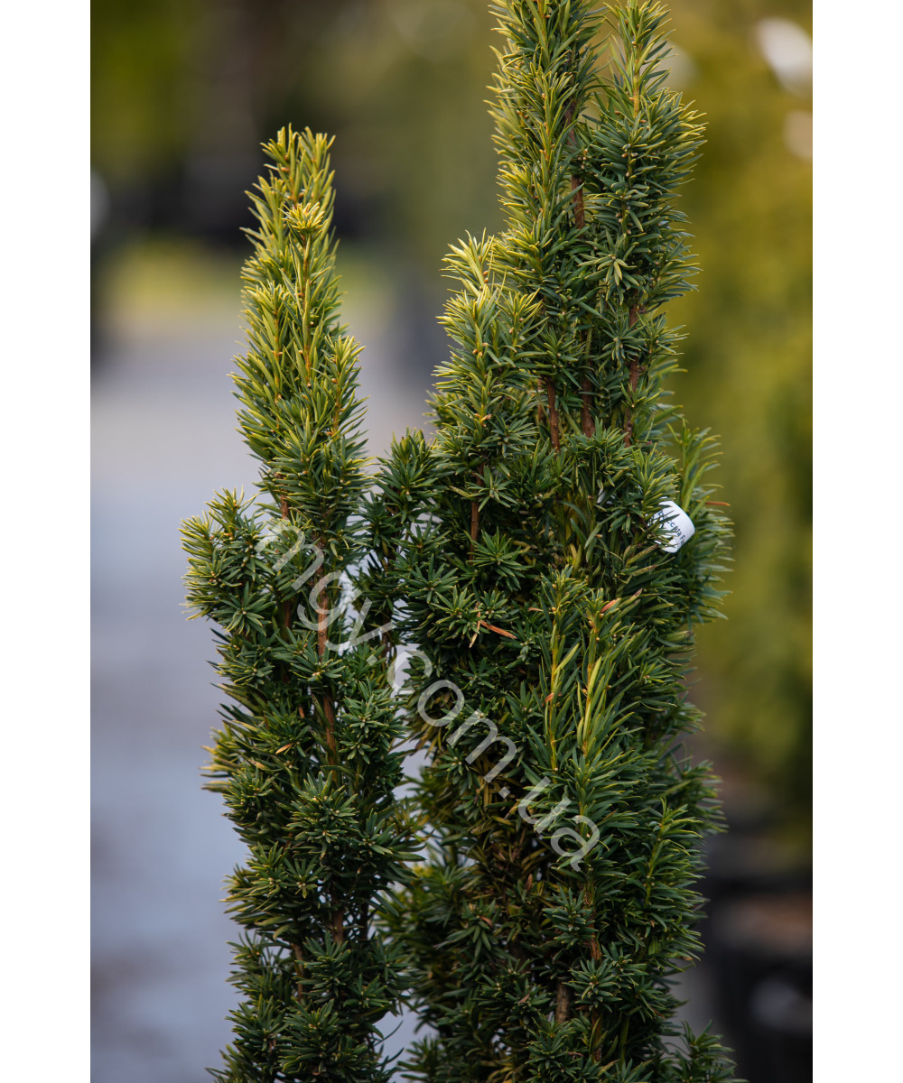 Тис ягідний Фастігіата Ауреа (Taxus baccata Fastigiata Aurea)