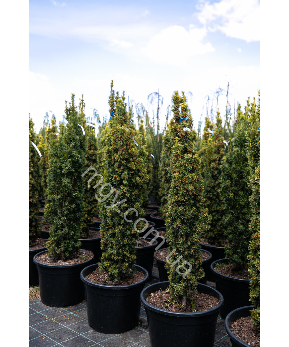 Тис ягідний Фастігіата Ауреа (Taxus baccata Fastigiata Aurea)