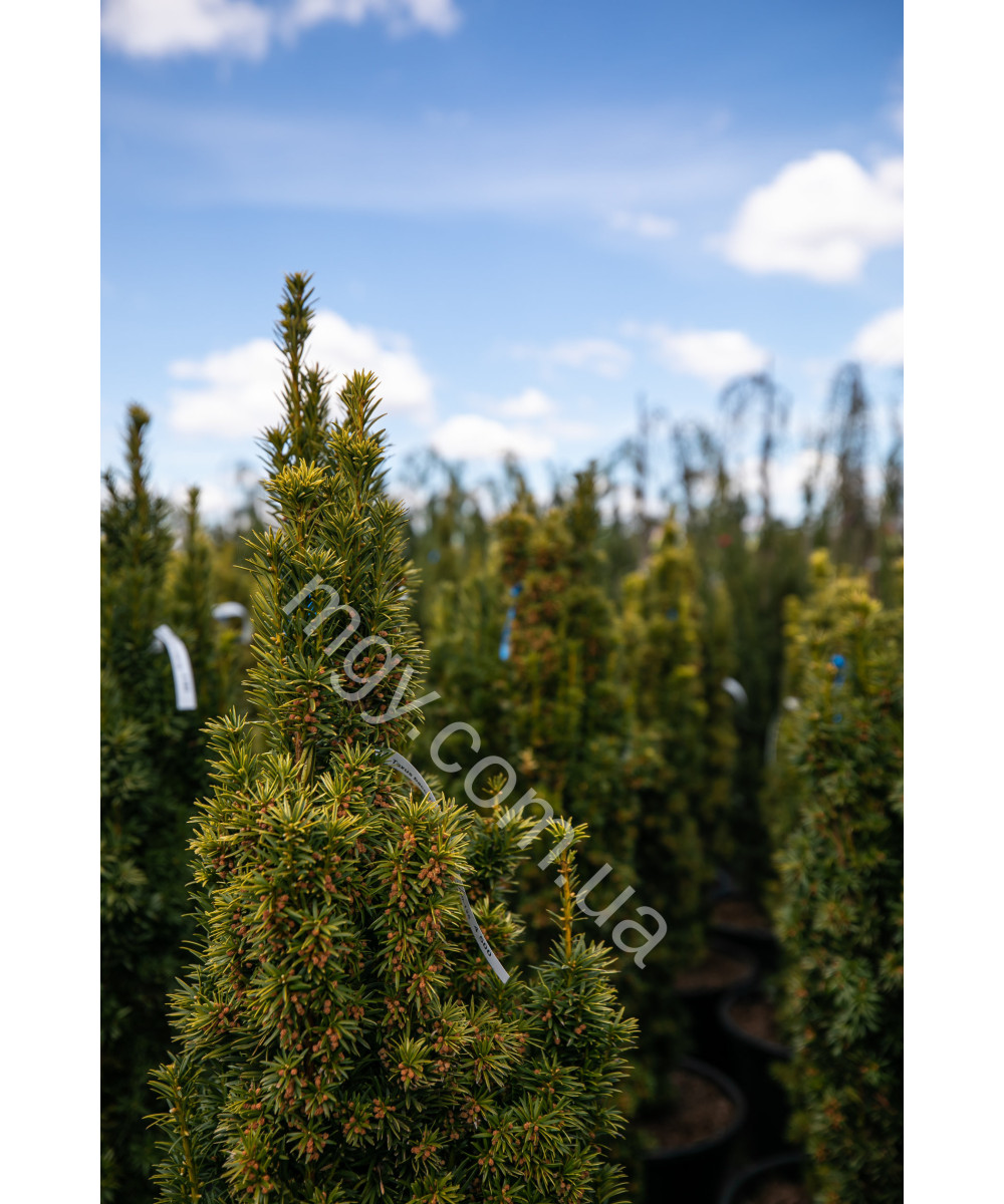 Тис ягідний Фастігіата Ауреа (Taxus baccata Fastigiata Aurea)