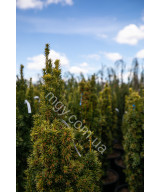 Тис ягідний Фастігіата Ауреа (Taxus baccata Fastigiata Aurea)
