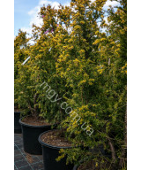 Тис ягідний Семперауреа (Taxus baccata Semperaurea)