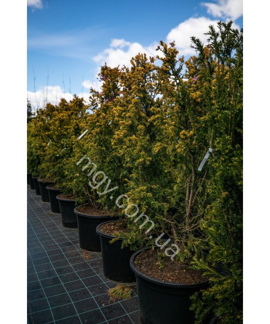Тис ягідний Семперауреа (Taxus baccata Semperaurea)