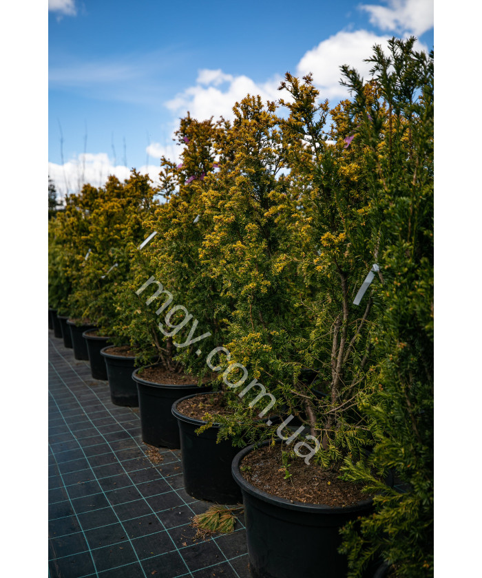 Тис ягідний Семперауреа (Taxus baccata Semperaurea)