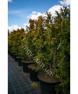Тис ягідний Семперауреа (Taxus baccata Semperaurea)