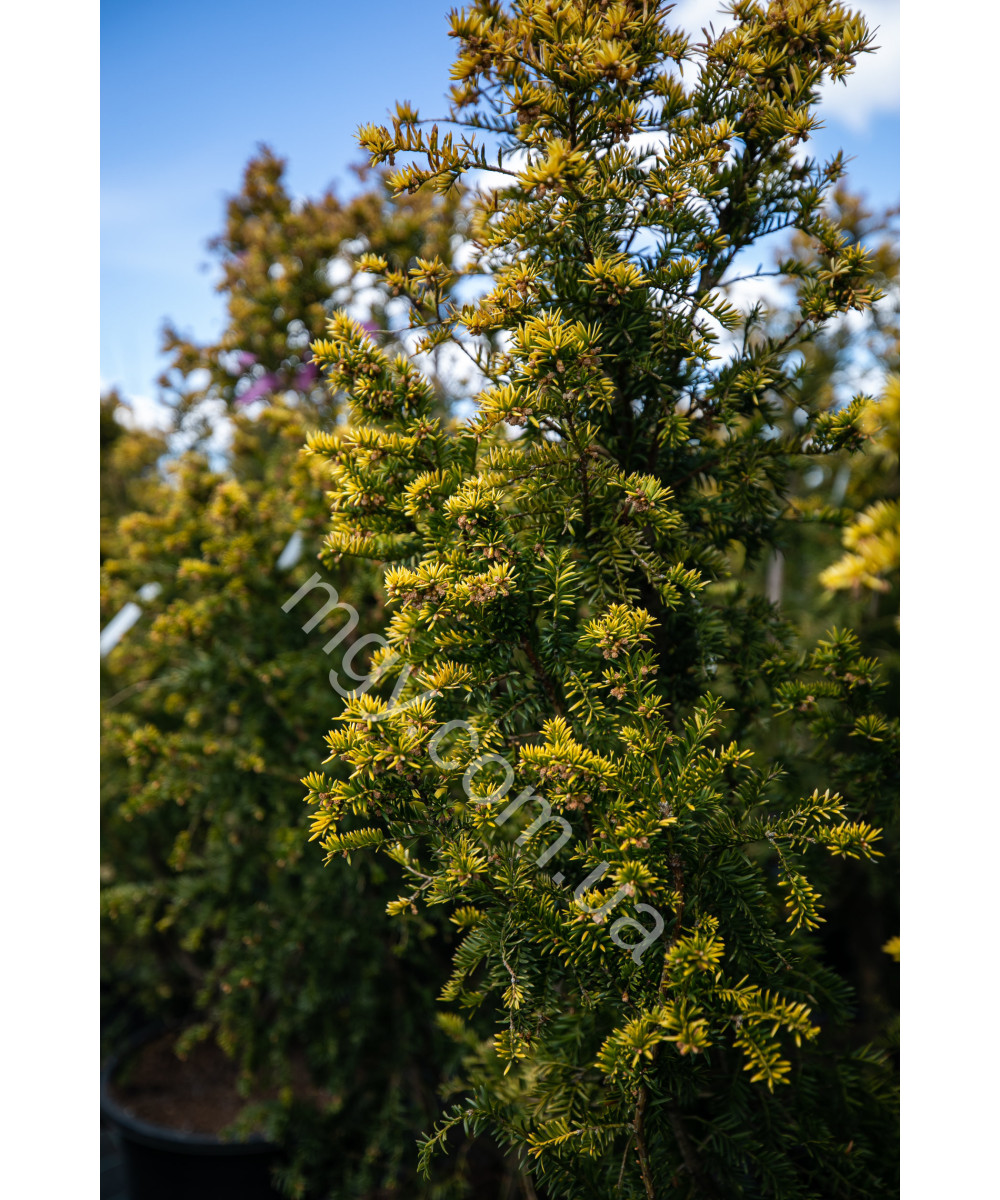 Тис ягідний Семперауреа (Taxus baccata Semperaurea)