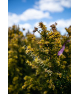 Тис ягідний Семперауреа (Taxus baccata Semperaurea)